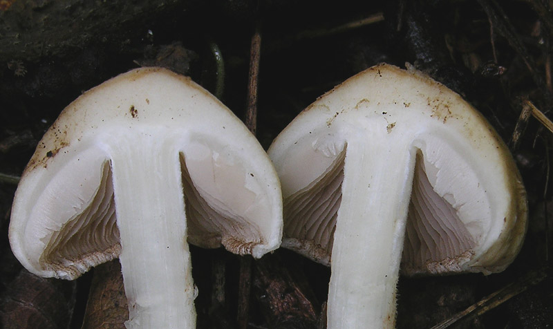 Da determinare n�1.